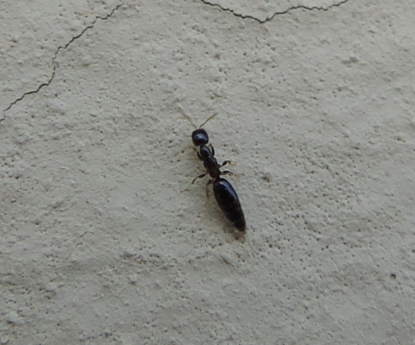 Bethylidae? S.