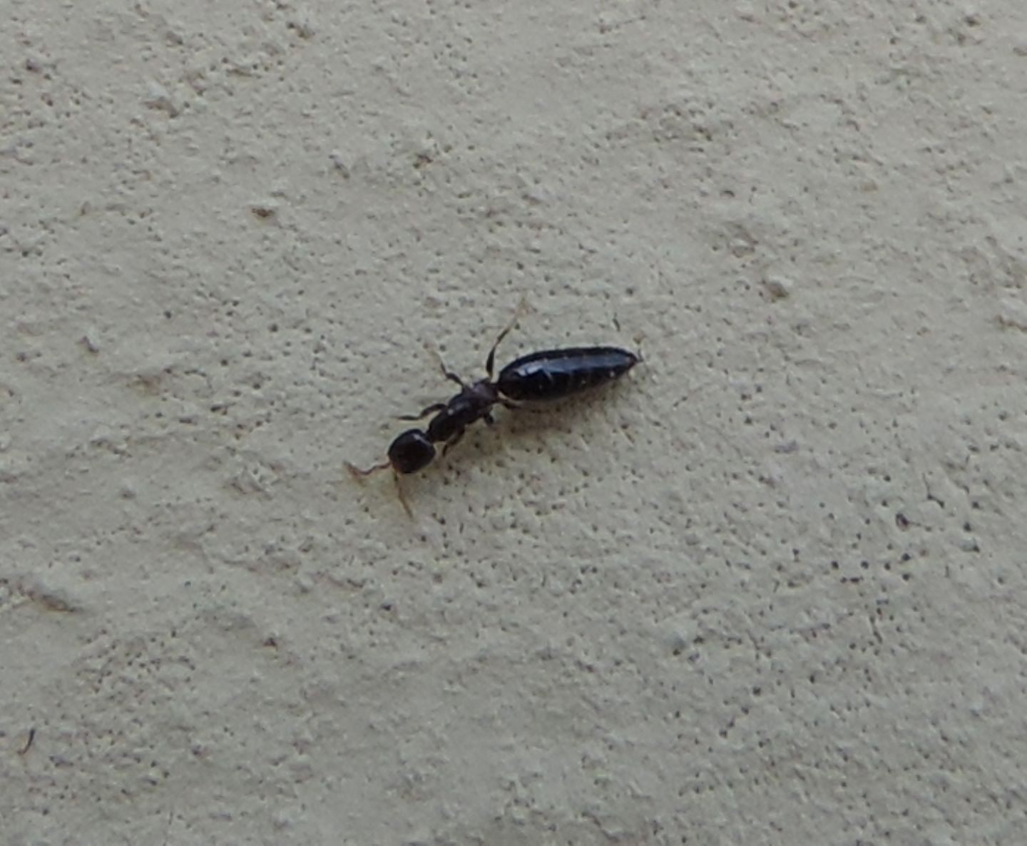 Bethylidae? S.