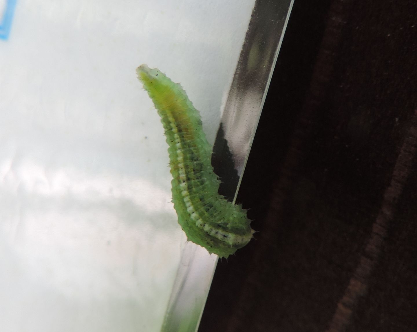 Larva di dittero?