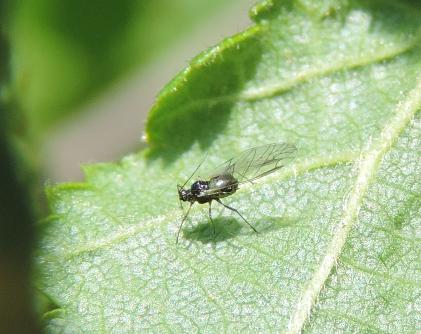 Corylobium avellanae?