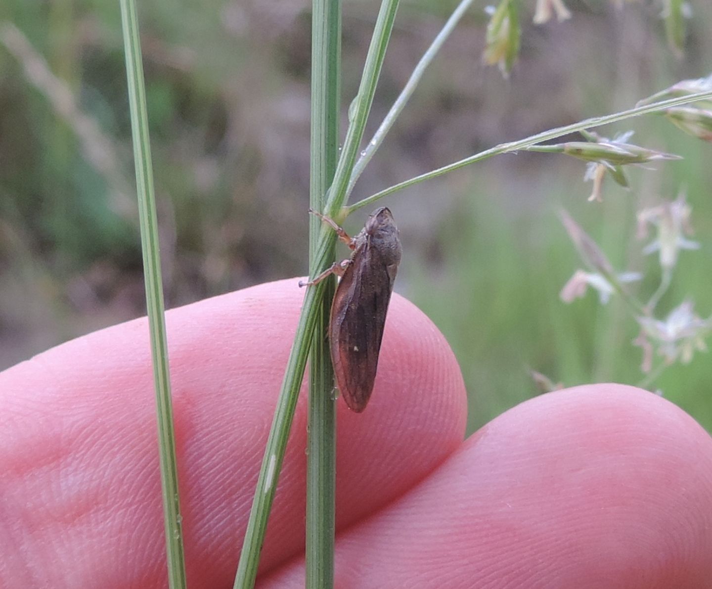 Aphrophora salicina o pectoralis?