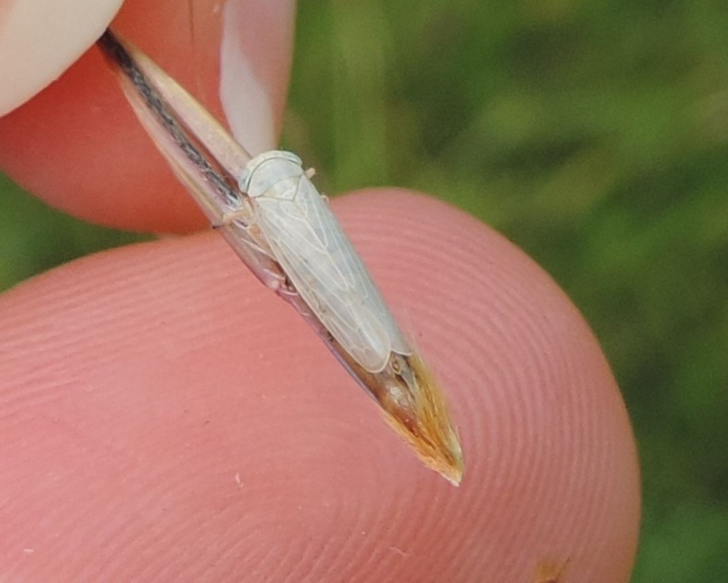 Cicadellidae da identificare