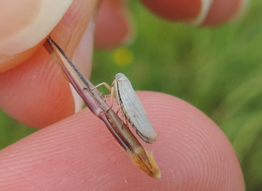 Cicadellidae da identificare