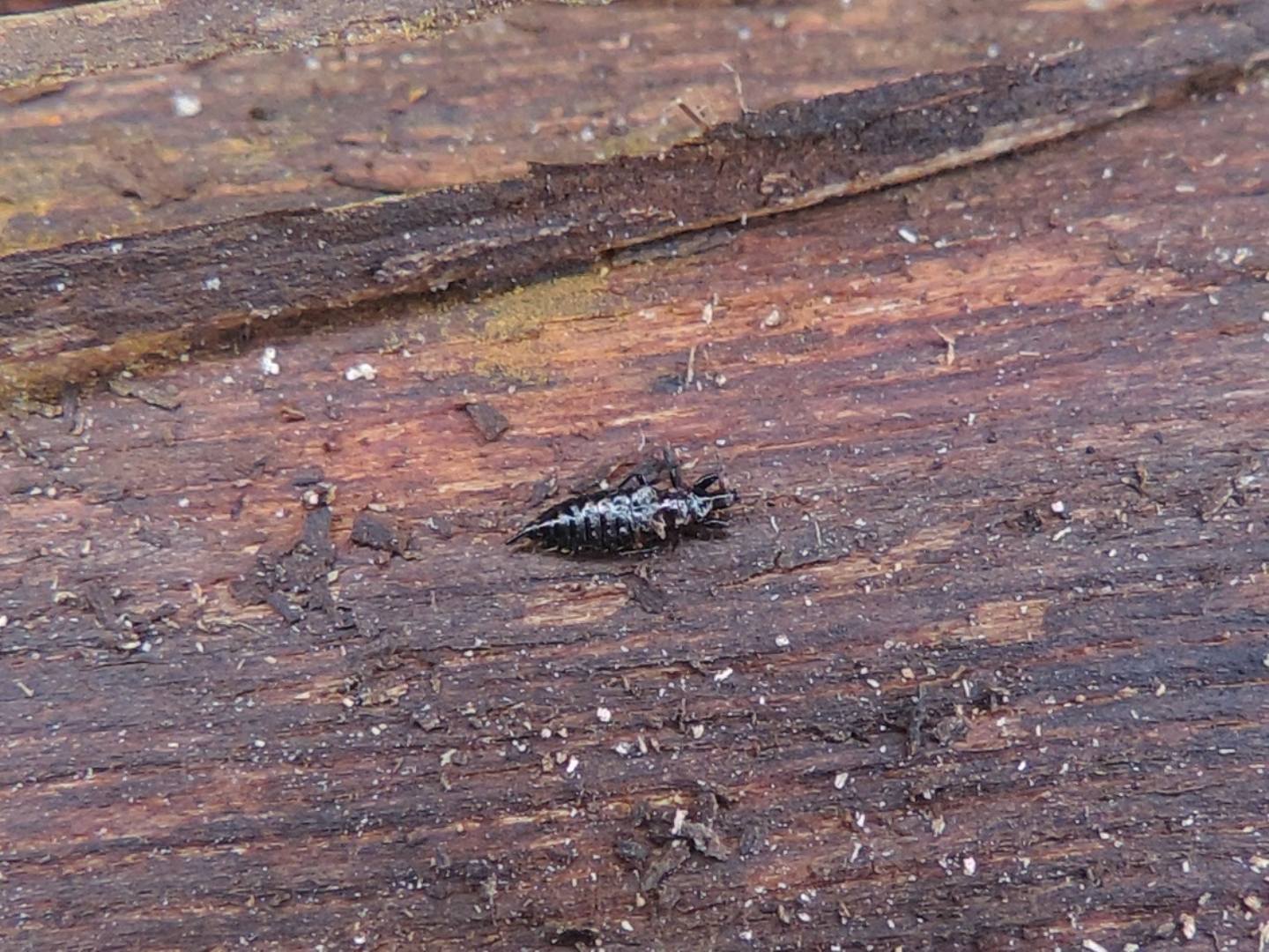 Phaleothripidae?