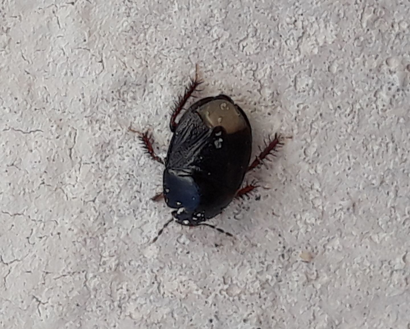 Microporus nigrita?