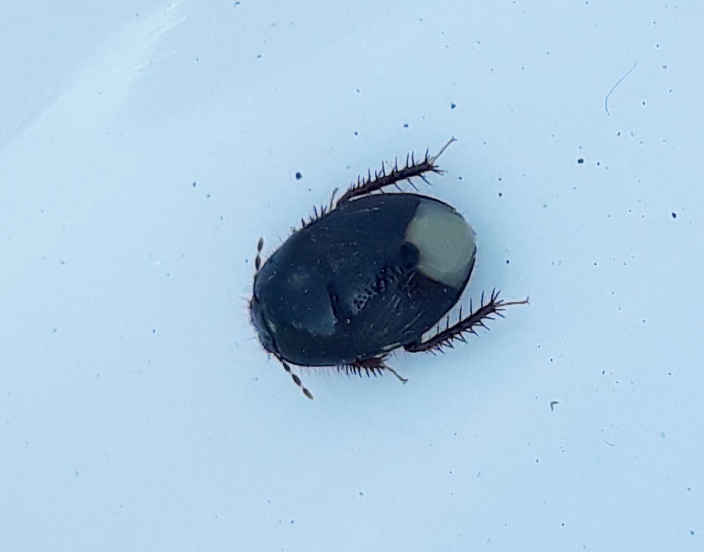 Microporus nigrita?