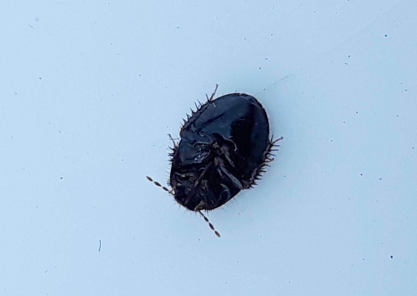 Microporus nigrita?