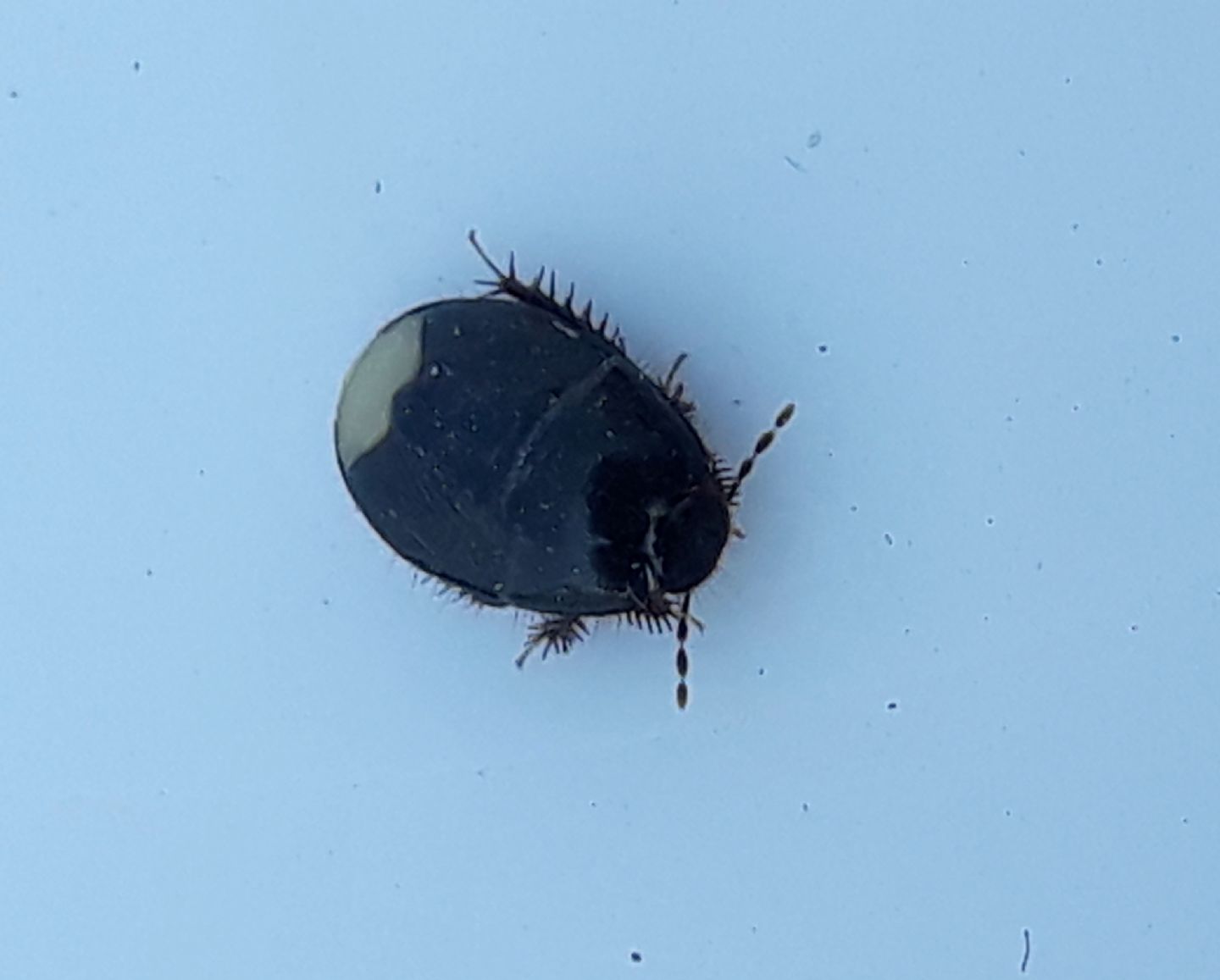 Microporus nigrita?