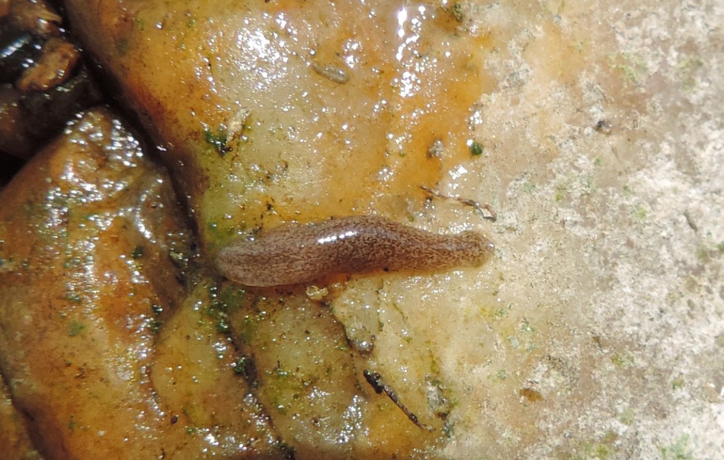 Girardia tigrina?