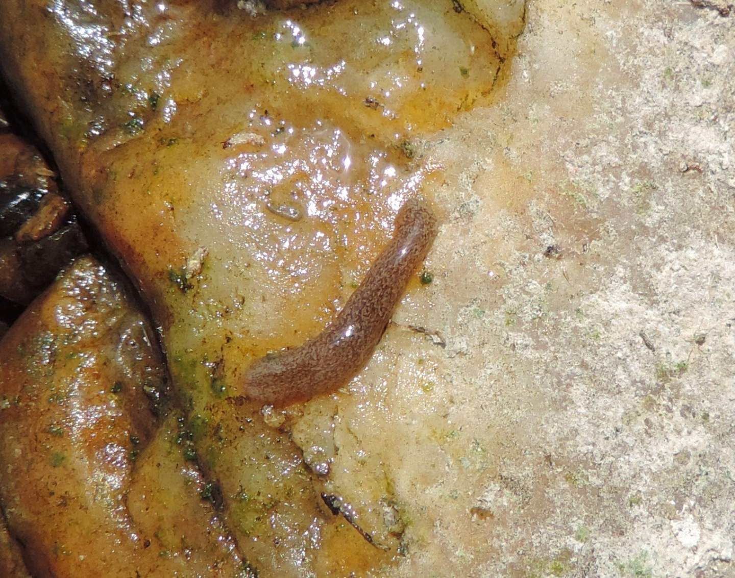 Girardia tigrina?