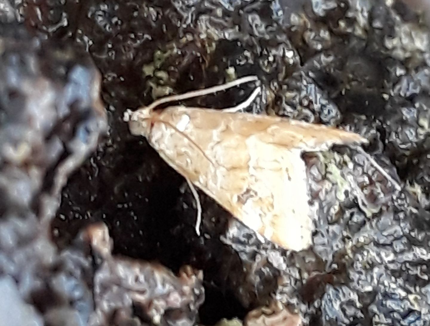 Hellula undalis? S�