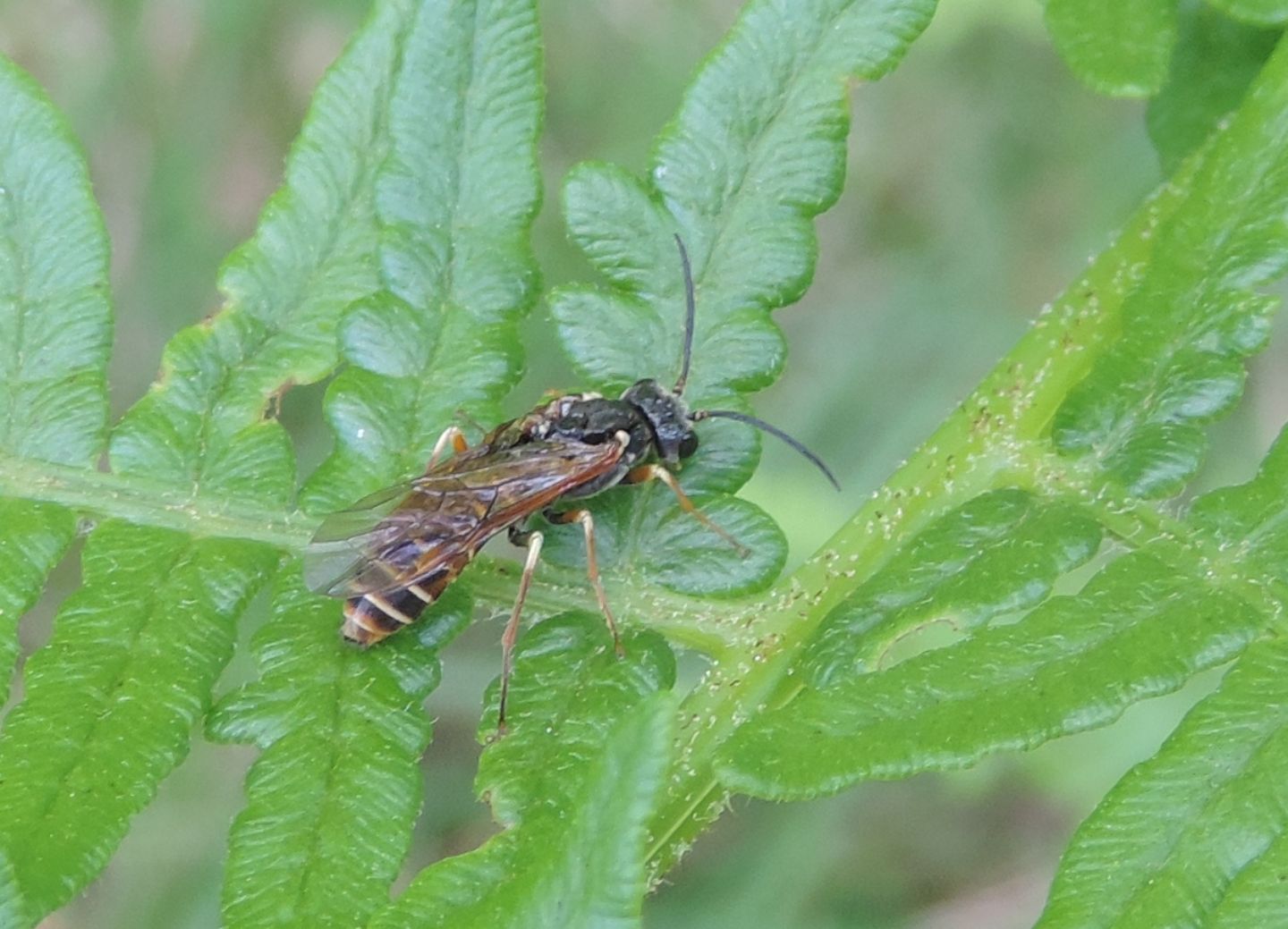 Tenthredinidae: Strongylogaster? S.