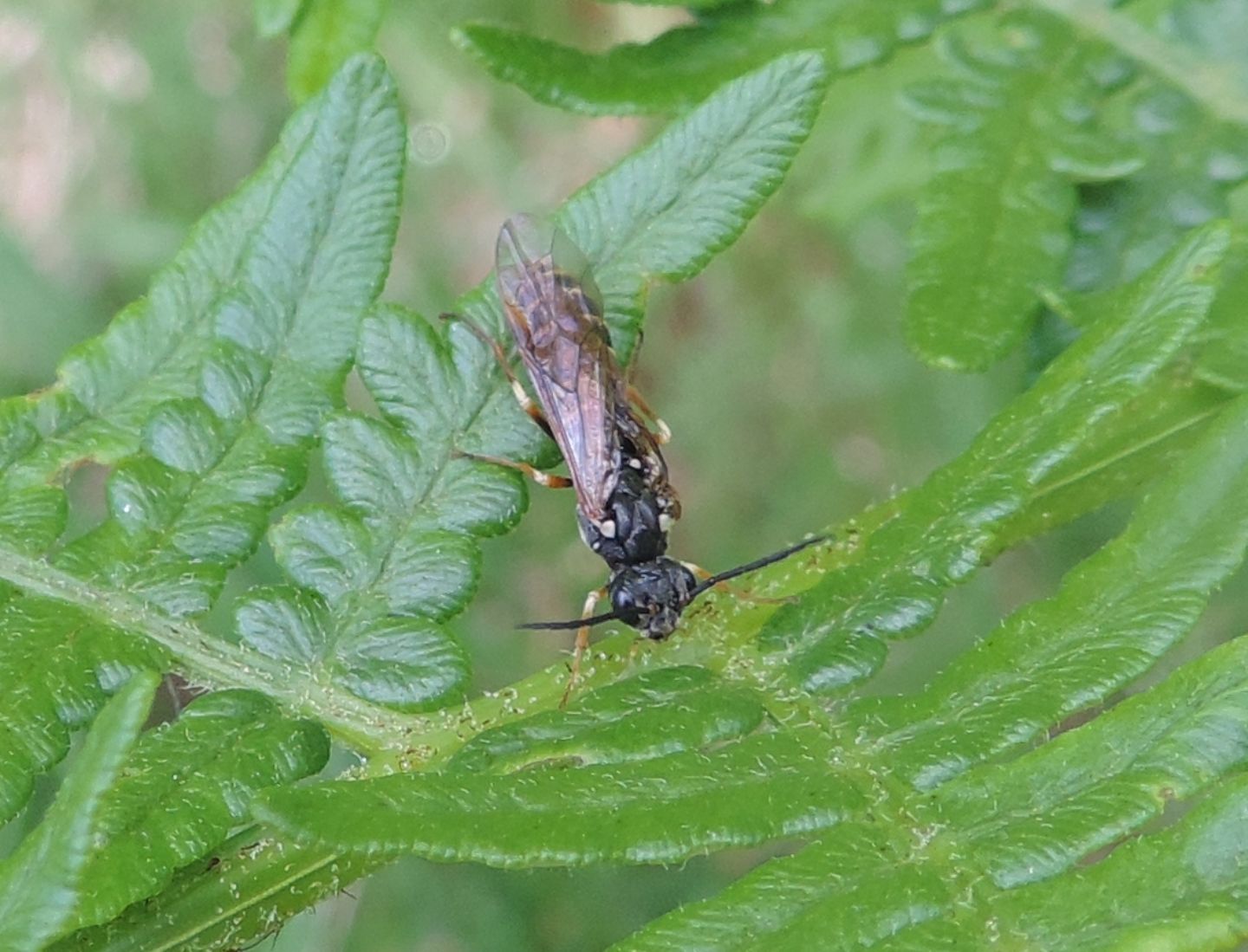 Tenthredinidae: Strongylogaster? S.