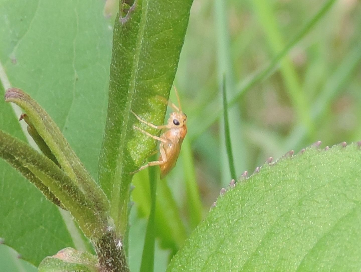 Hoplocampa alpina? prob. Hoplocampa sp.