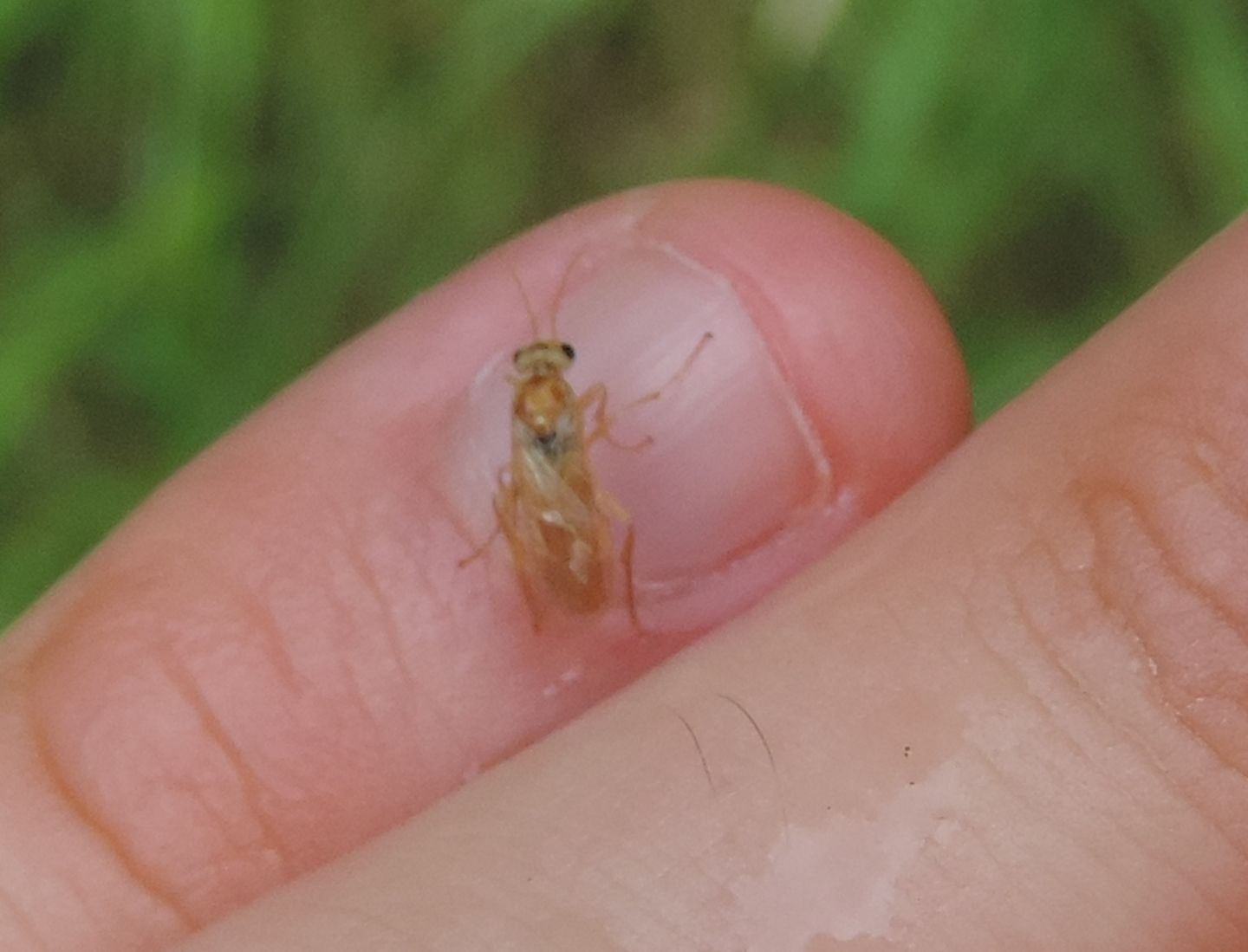 Hoplocampa alpina? prob. Hoplocampa sp.