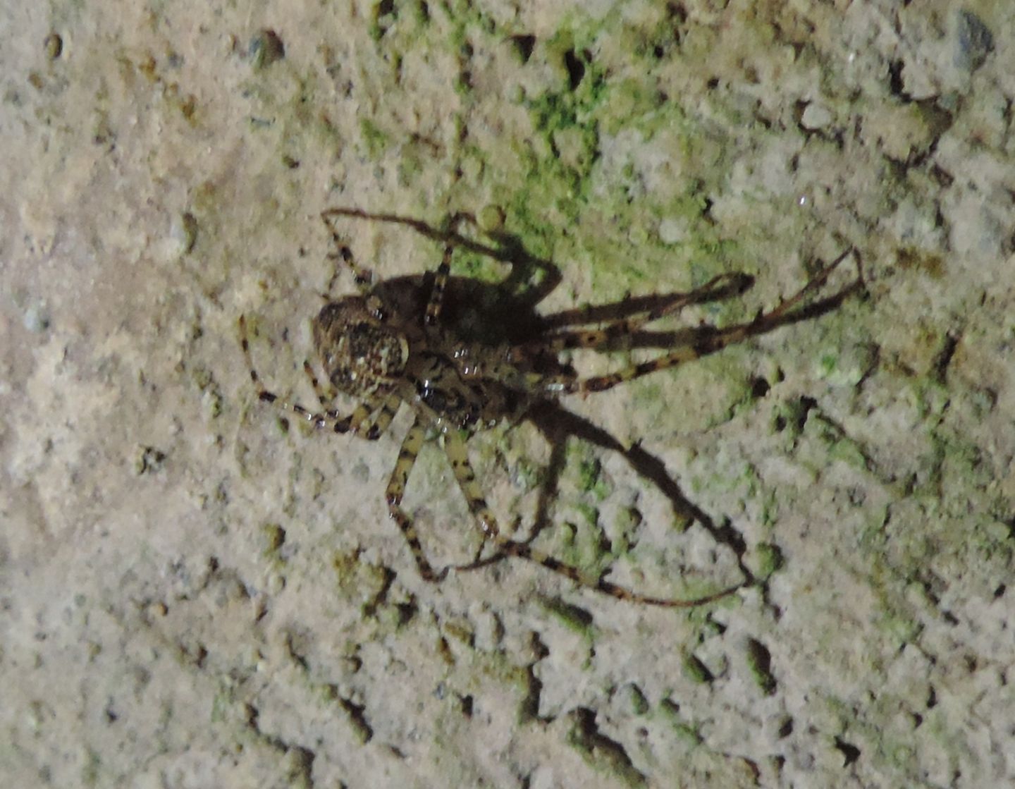 Metellina merianae?