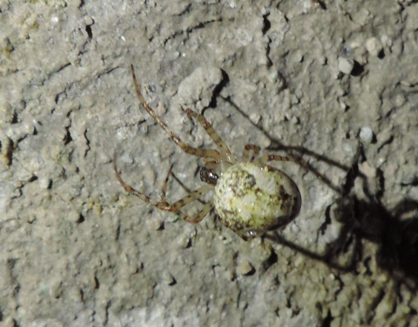 Metellina merianae?
