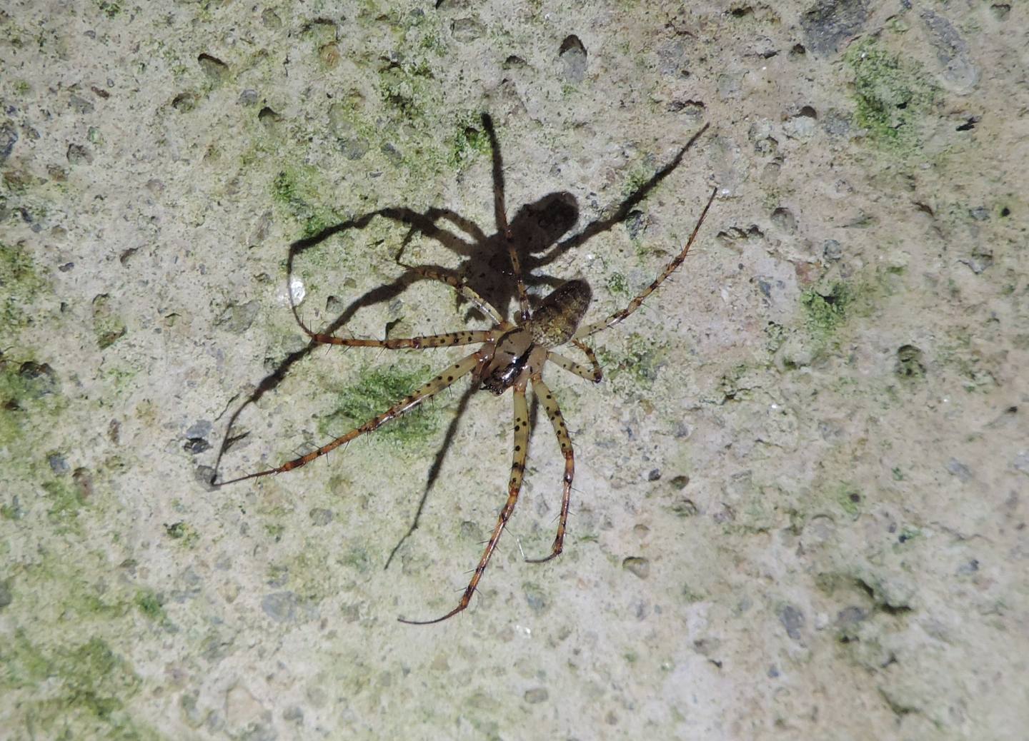 Metellina merianae?