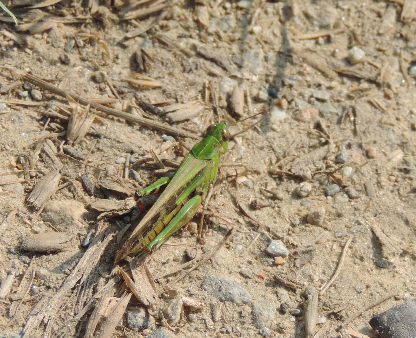 Aiolopus thalassinus?