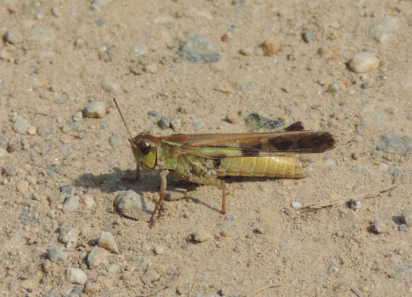 Aiolopus thalassinus?