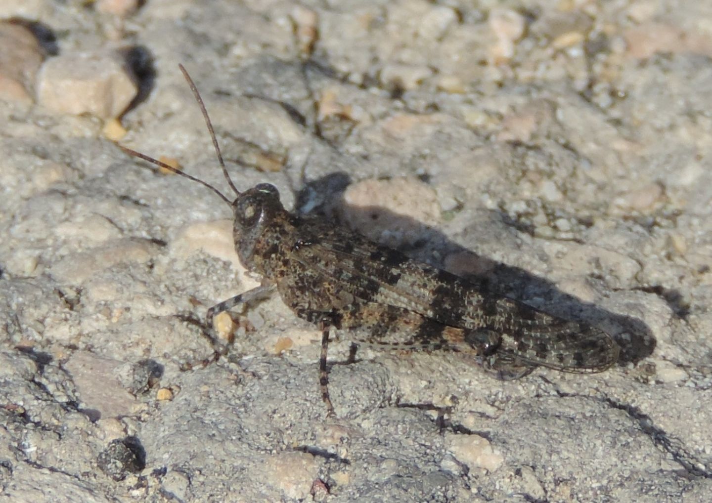 Sphingonotus?
