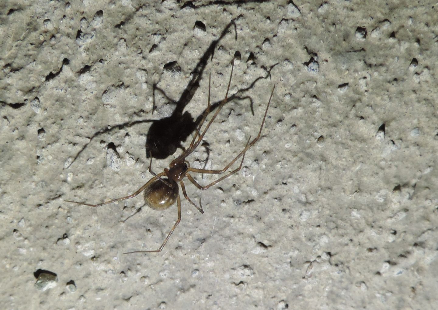 Ragno troglofilo: Turinyphia clairi?