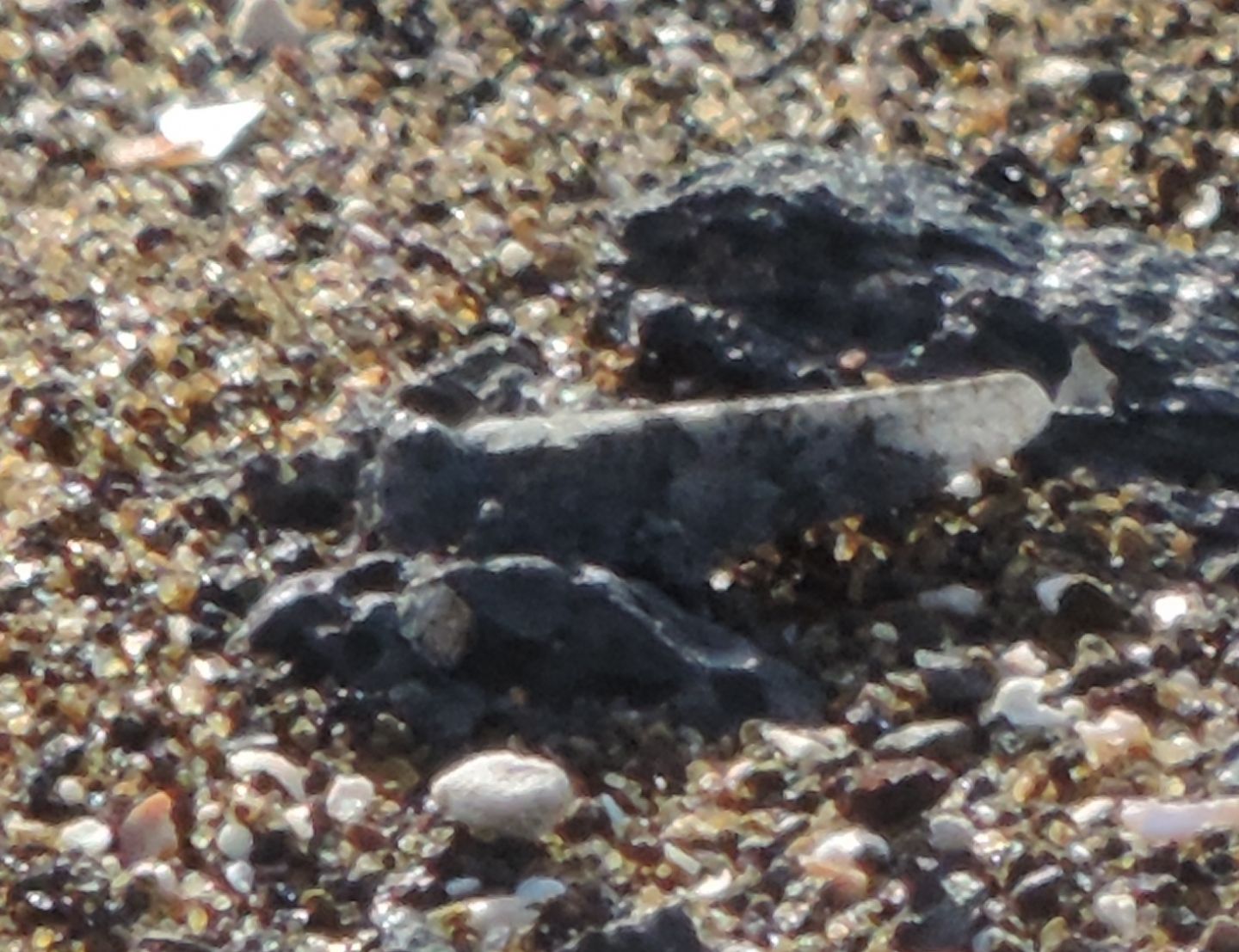 Sphingonotus?