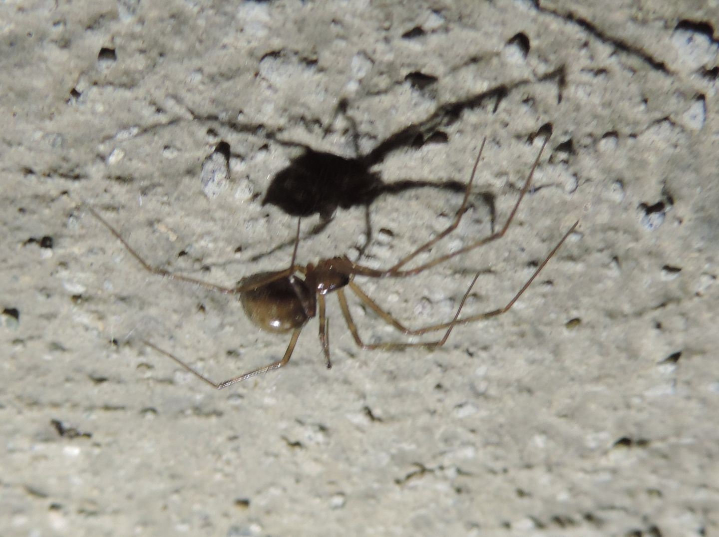 Ragno troglofilo: Turinyphia clairi?