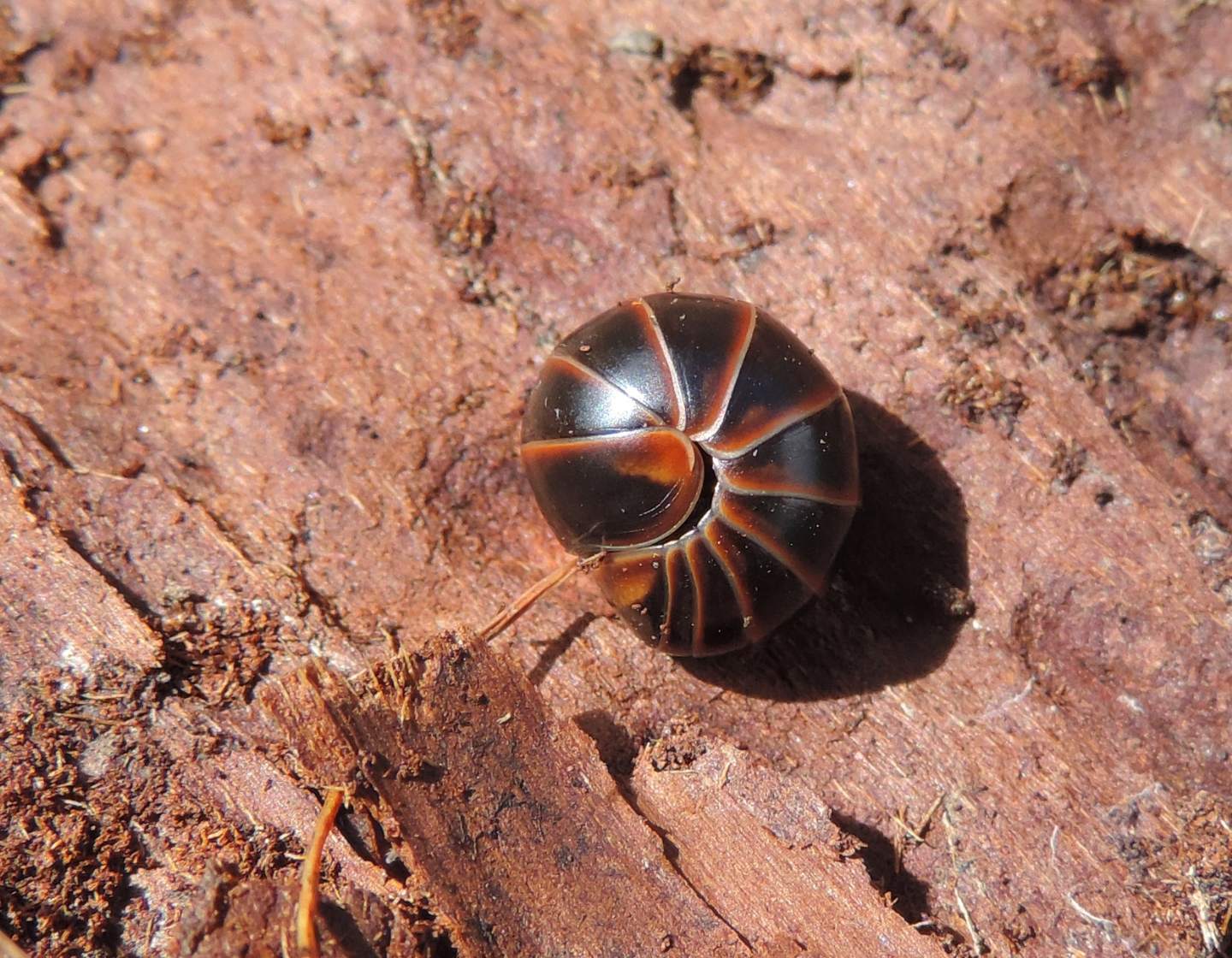 Glomeris transalpina?