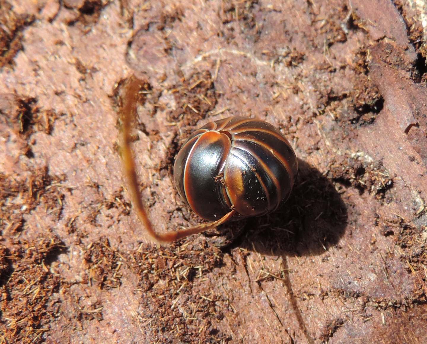 Glomeris transalpina?