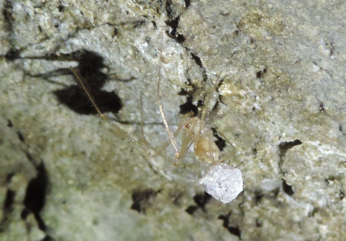 Ragno troglofilo: Troglohyphantes?