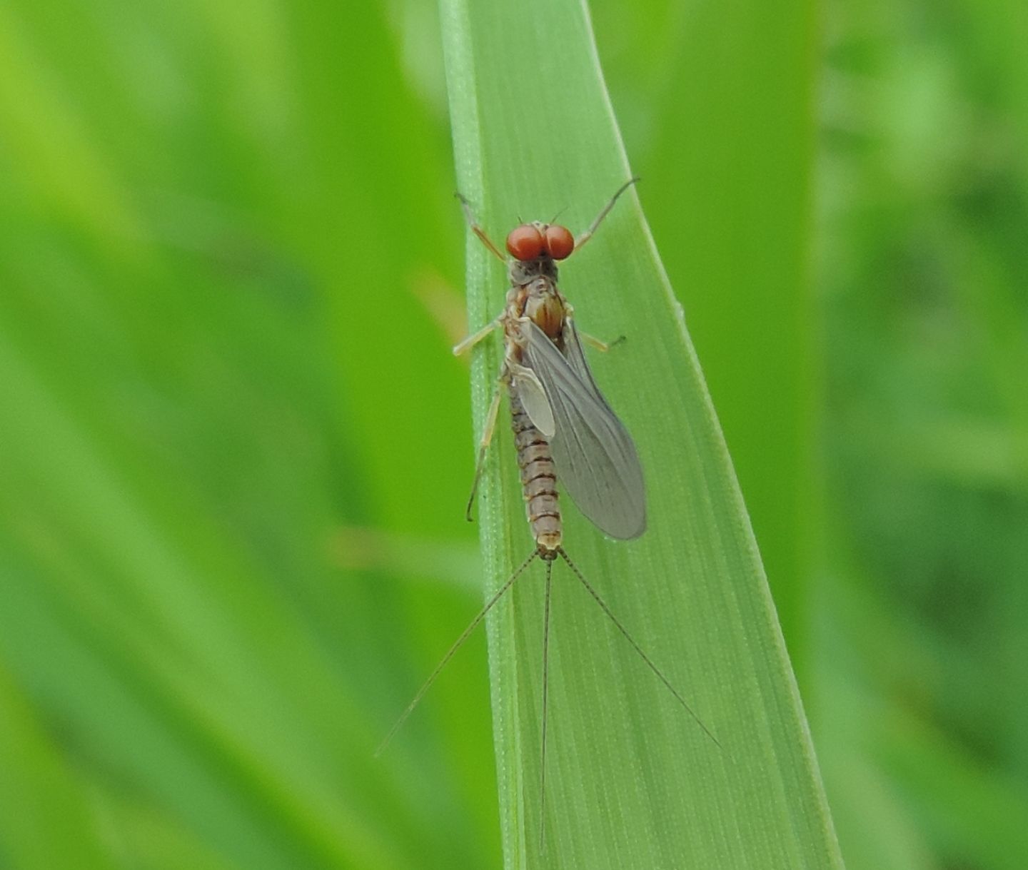 Serratella ignita?