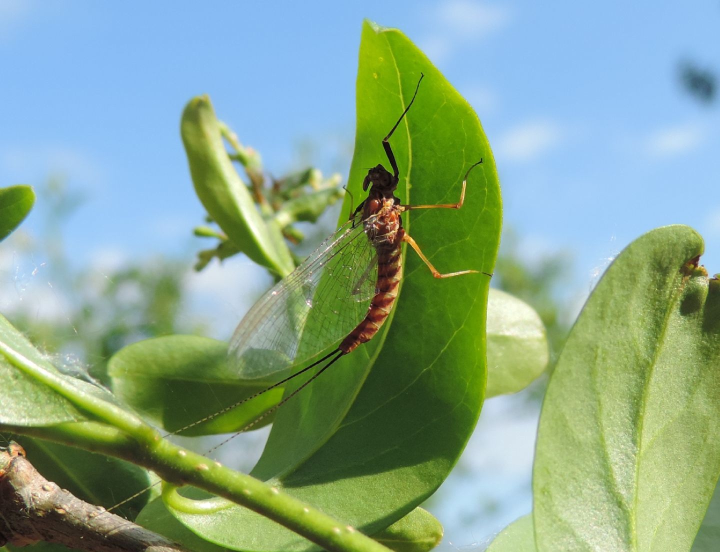 Ecdyonurus?