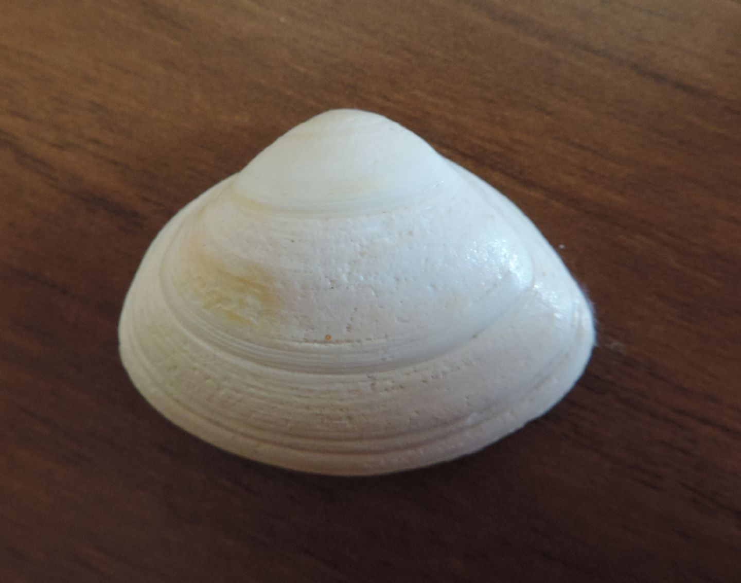 Spisula solida?