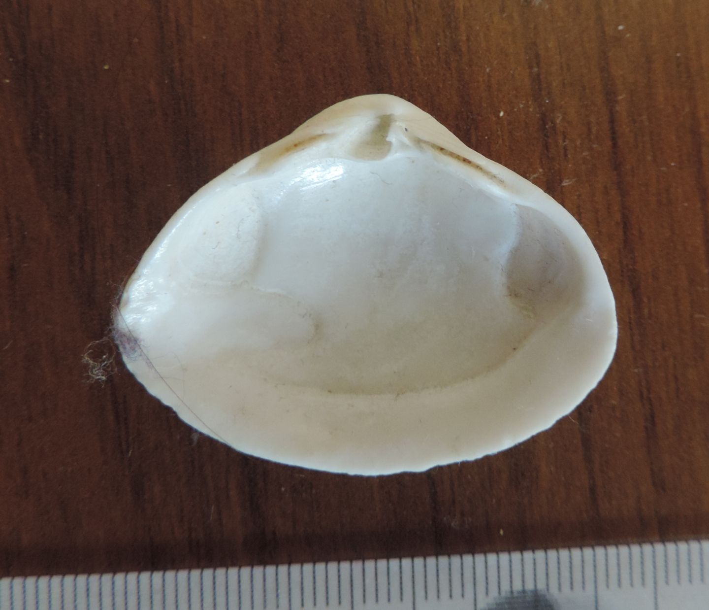 Spisula solida?