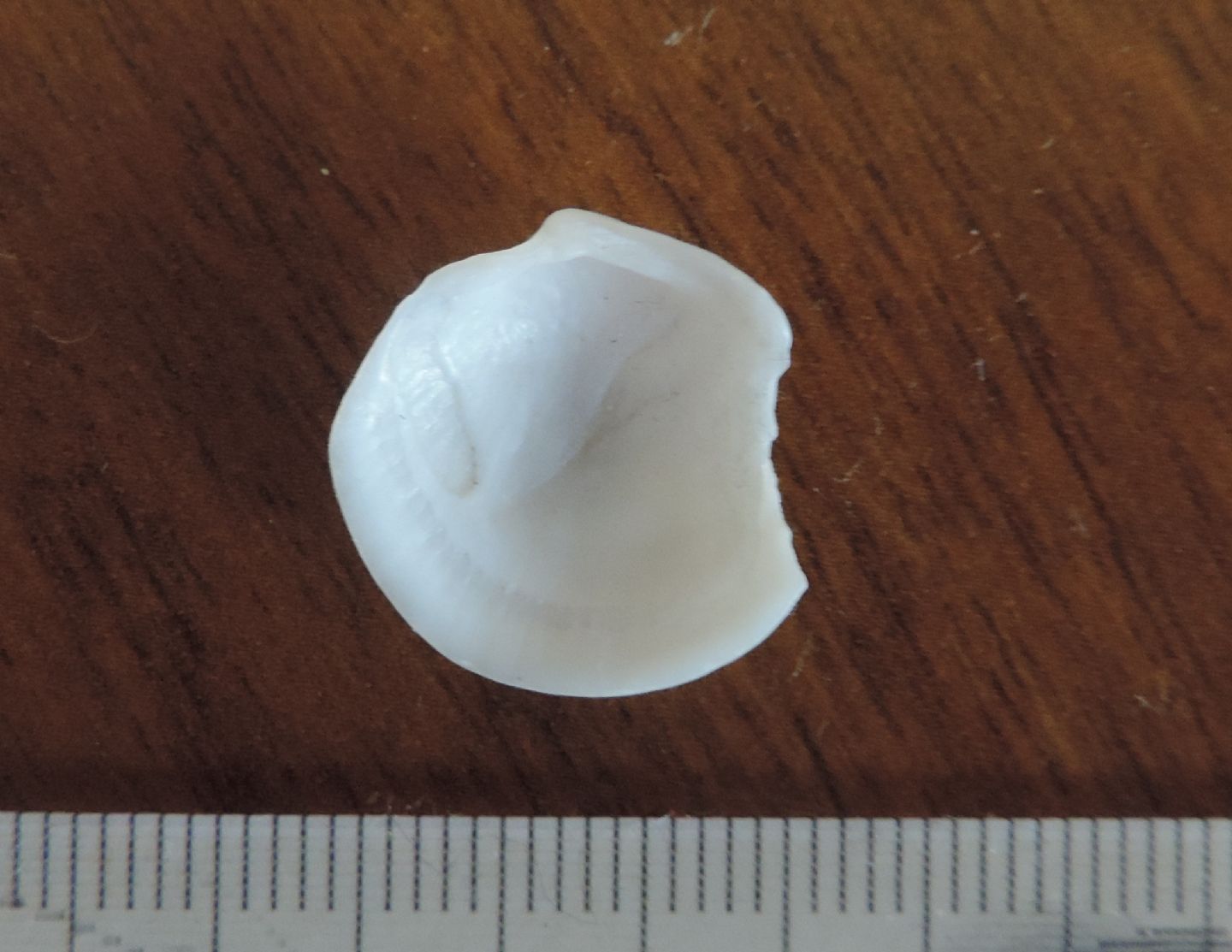 Piccolo bivalve da identificare