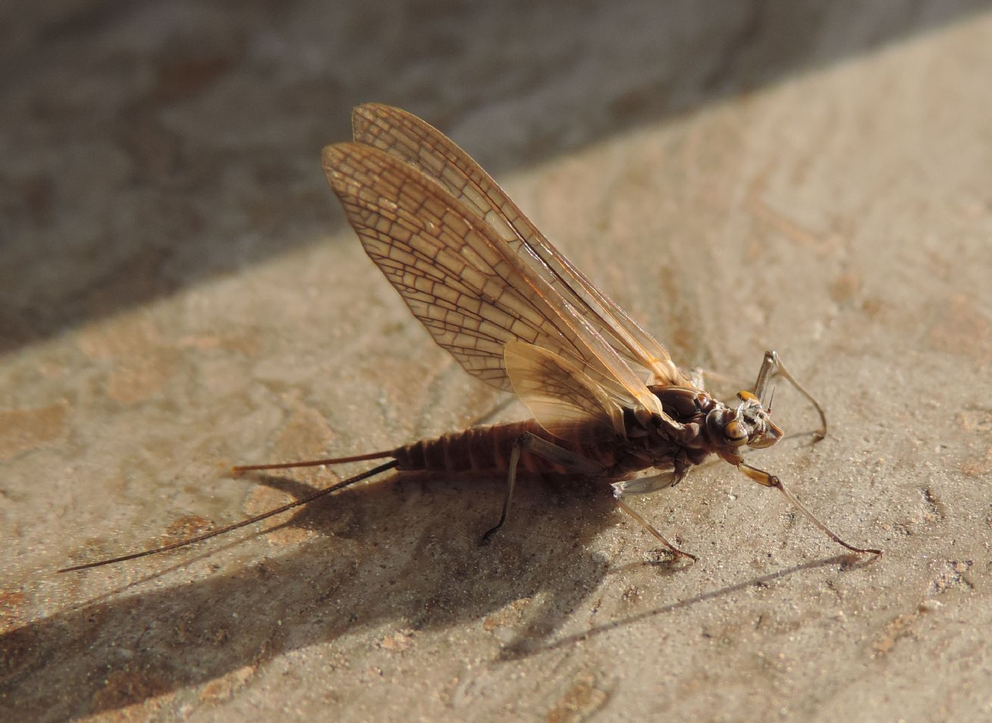 Baetis?