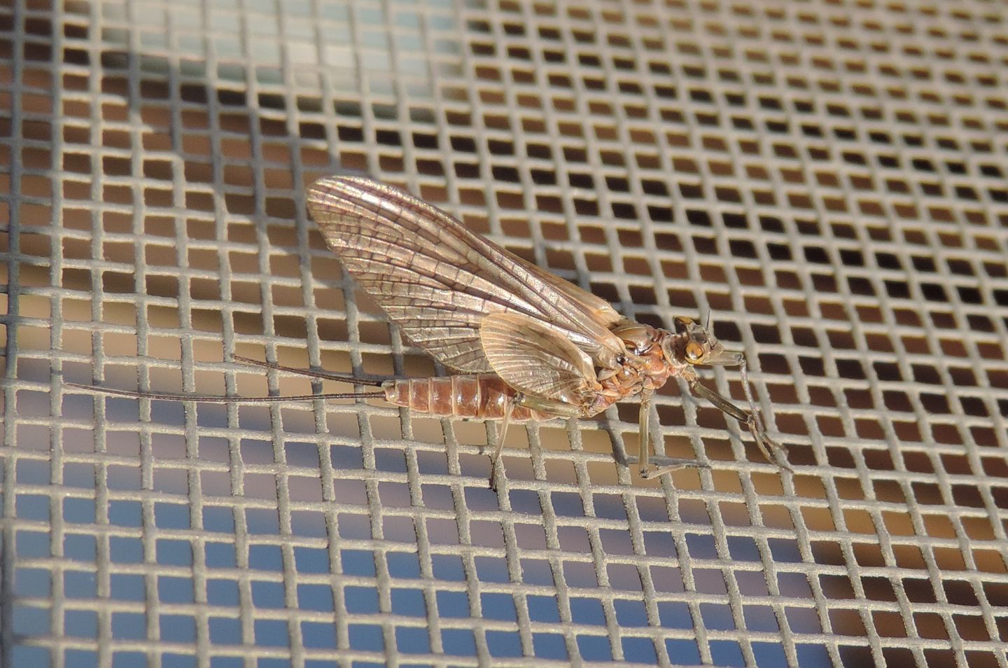 Baetis?