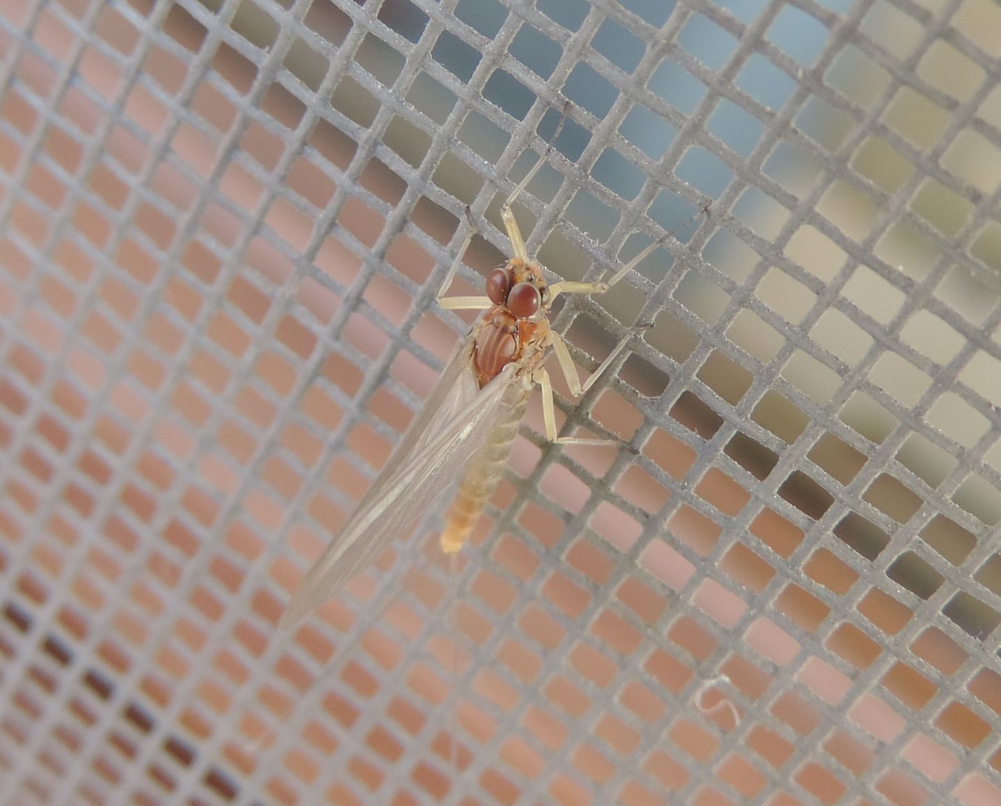Baetis?