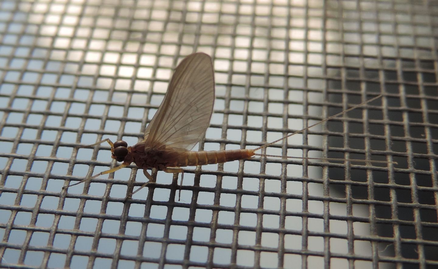 Baetis?