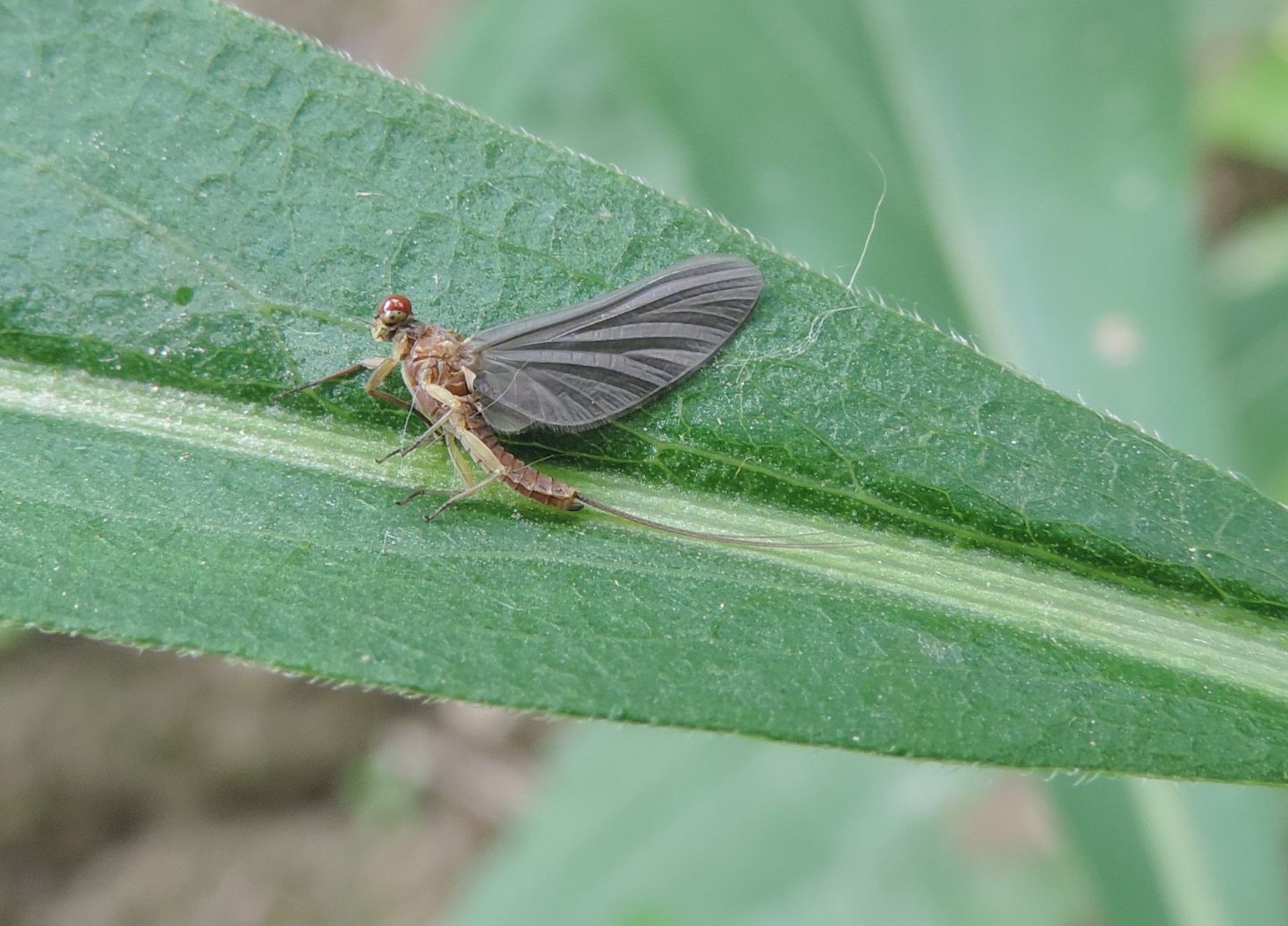 Serratella ignita? S. ignita subimago male