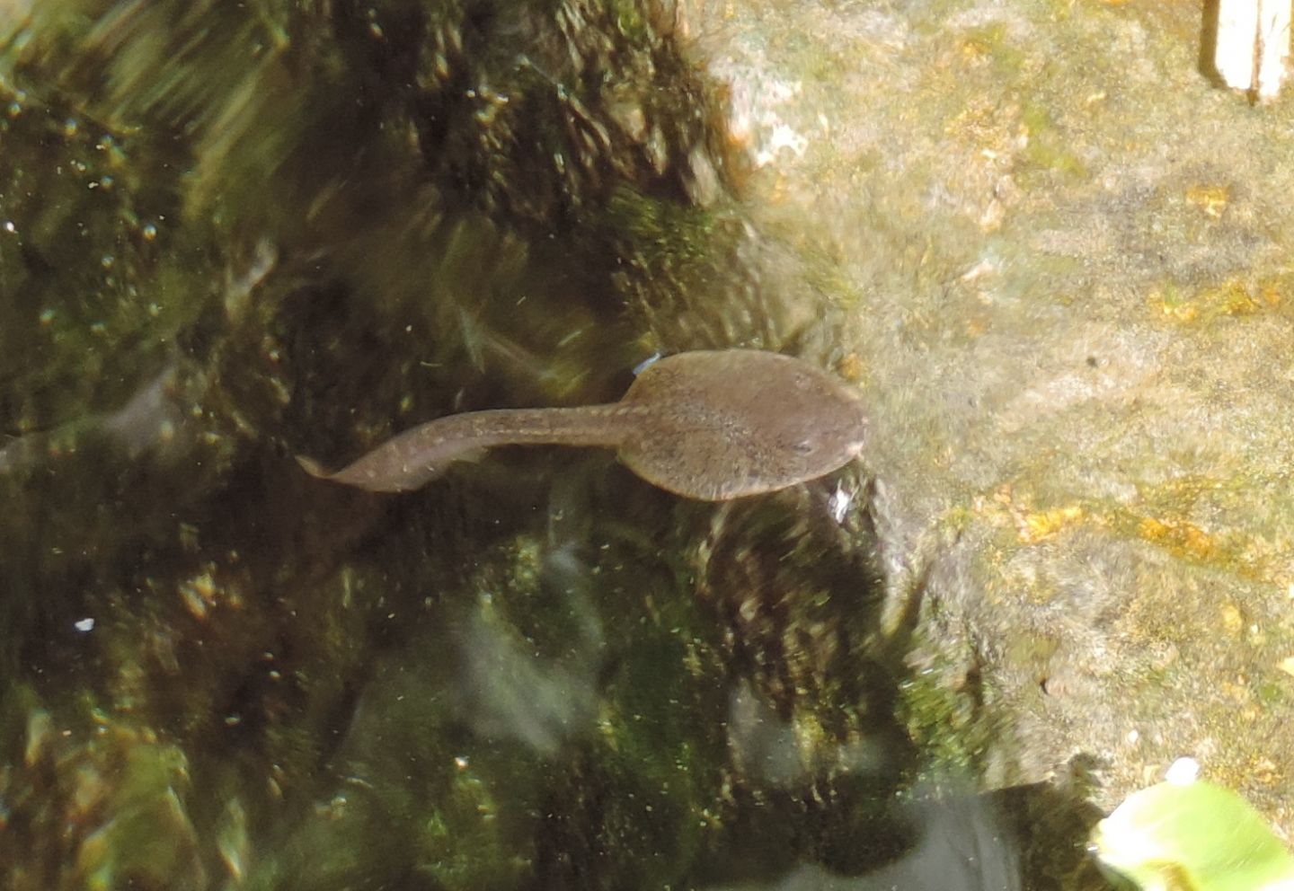 Girini in fontanile da identificare - Rana temporaria