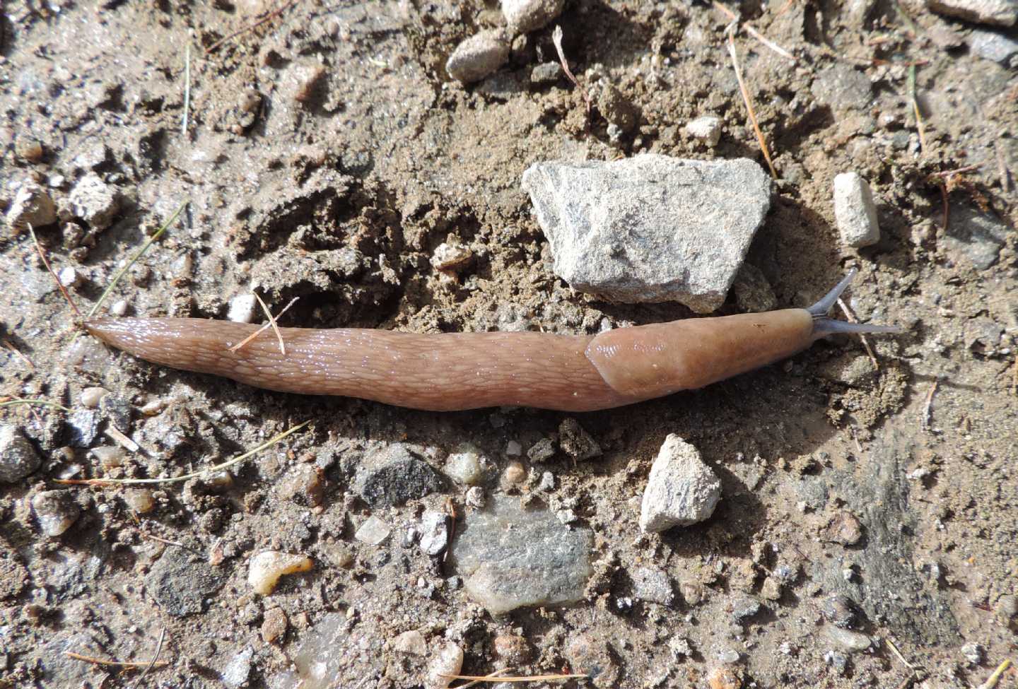 Limax alpinus?