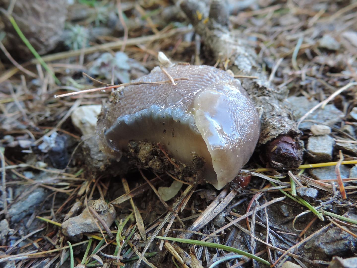 Limax alpinus?