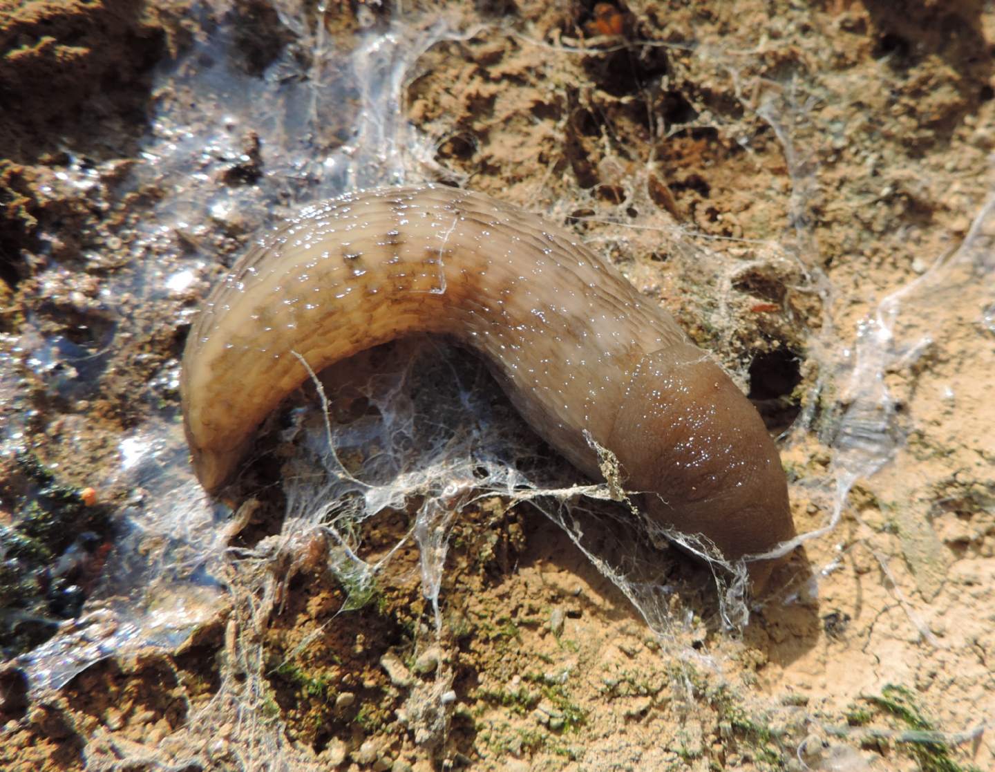 Limax da identificare
