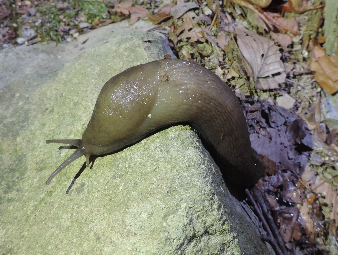 Limax da identificare
