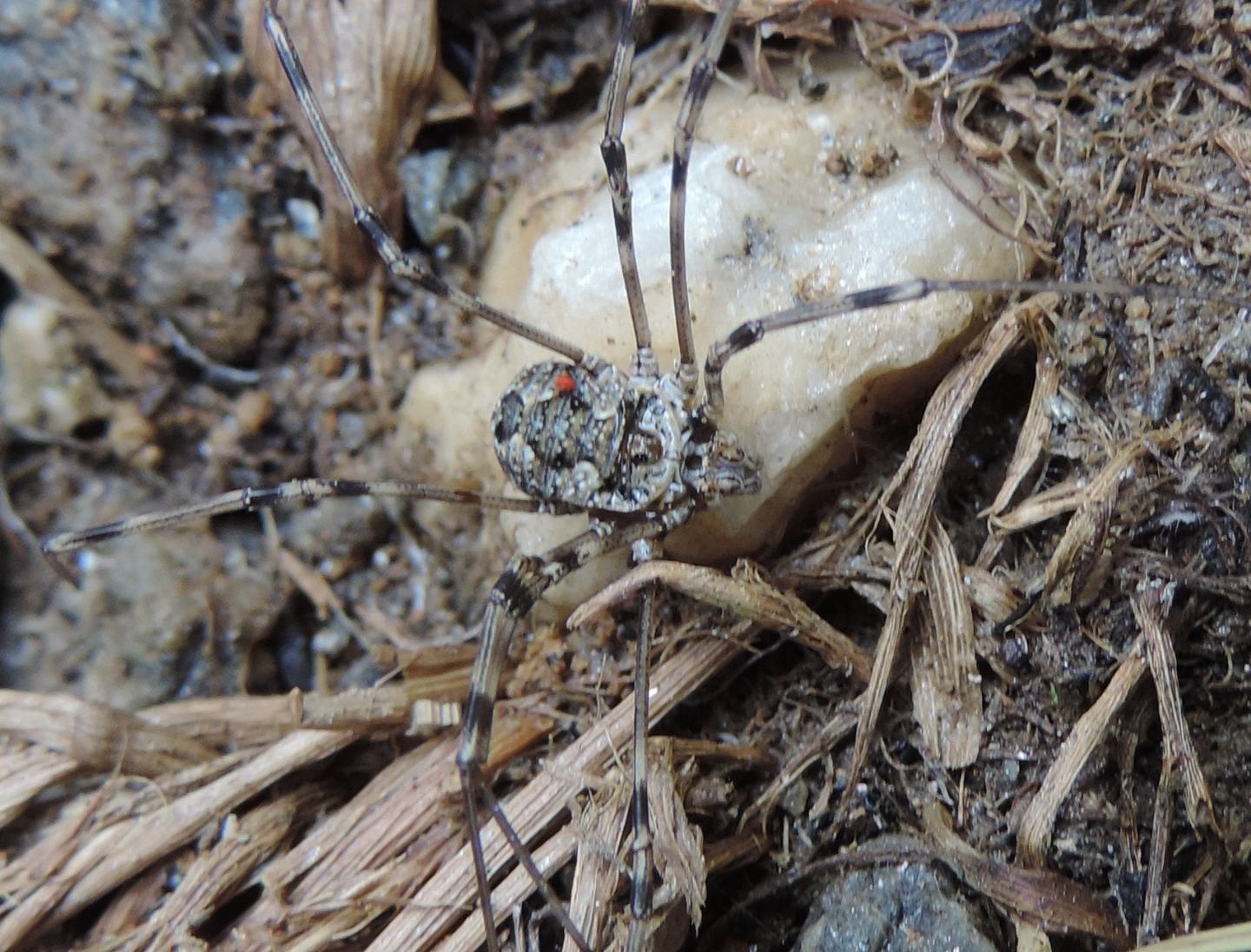 Mitopus glacialis - Phalangiidae