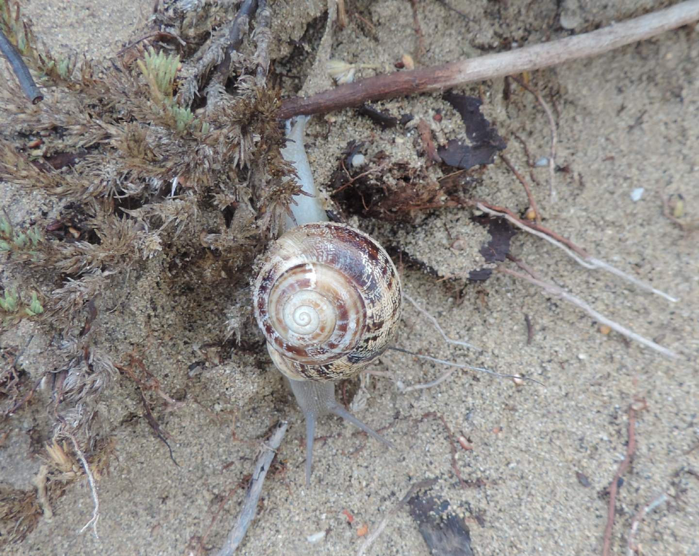 Chiocciol sarda da identificare