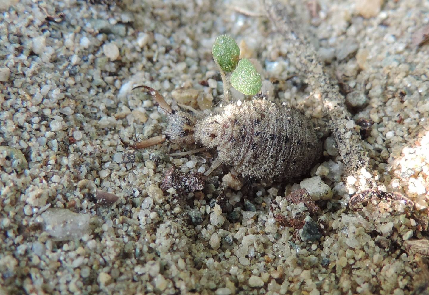 larva di Myrmeleon formicarius?