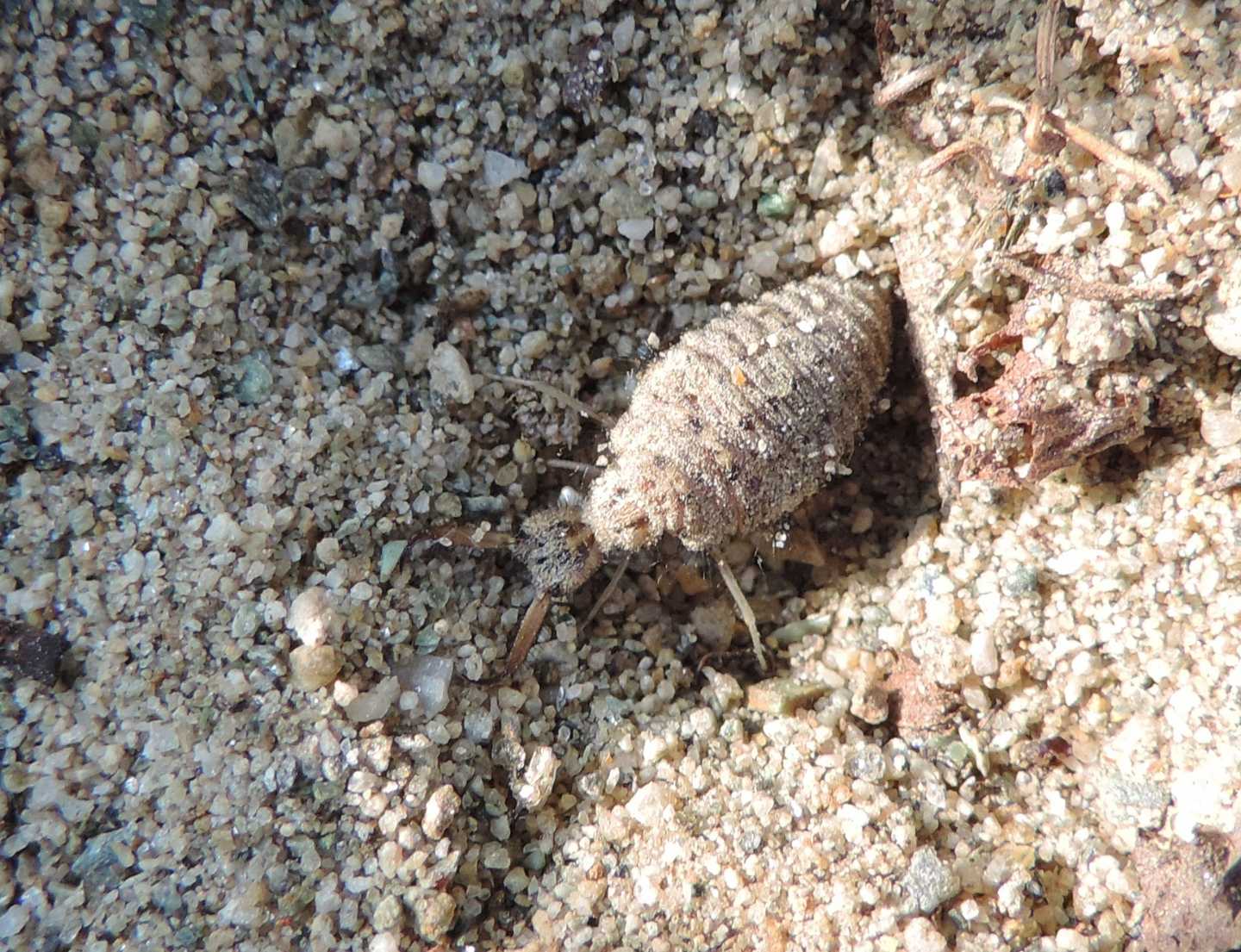 larva di Myrmeleon formicarius?